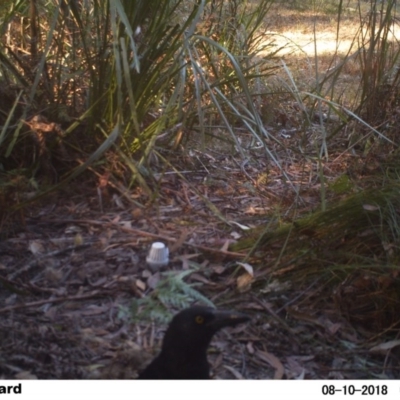 Strepera graculina (Pied Currawong) at Undefined - 10 Aug 2018 by Margot