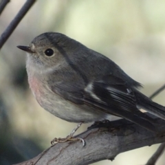 Petroica rosea (Rose Robin) at O'Connor Ridge to Gungahlin Grasslands - 18 Sep 2018 by roymcd