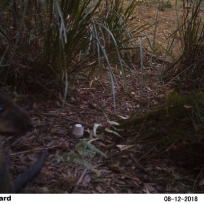 Wallabia bicolor (Swamp Wallaby) at Undefined - 12 Aug 2018 by Margot
