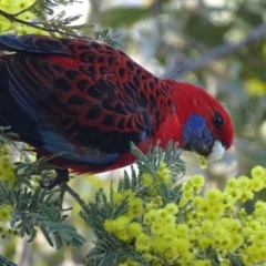 Platycercus elegans (Crimson Rosella) at O'Connor Ridge to Gungahlin Grasslands - 18 Sep 2018 by roymcd