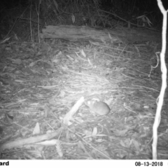 Rattus fuscipes (Bush Rat) at Undefined - 13 Aug 2018 by Margot