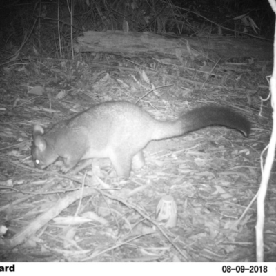 Trichosurus vulpecula (Common Brushtail Possum) at Undefined - 8 Aug 2018 by Margot
