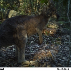 Macropus giganteus at undefined - 16 Aug 2018 03:28 PM