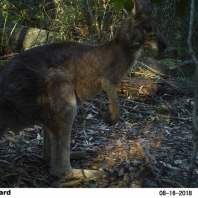 Macropus giganteus (Eastern Grey Kangaroo) at Undefined - 16 Aug 2018 by Margot