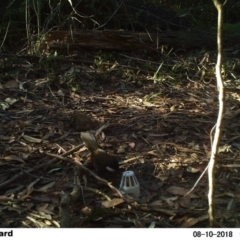 Psophodes olivaceus (Eastern Whipbird) at Undefined - 10 Aug 2018 by Margot