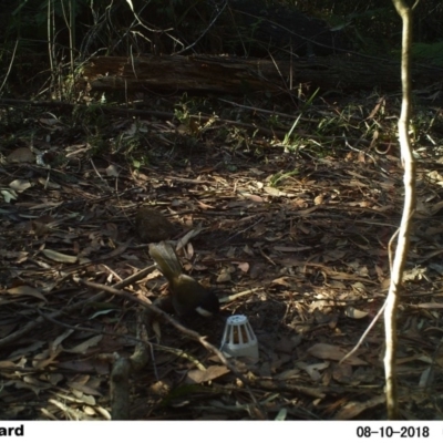 Psophodes olivaceus (Eastern Whipbird) at Undefined - 9 Aug 2018 by Margot