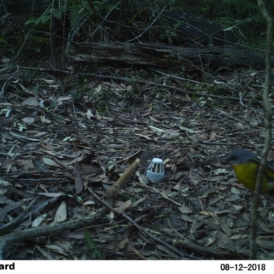 Eopsaltria australis (Eastern Yellow Robin) at Undefined - 11 Aug 2018 by Margot