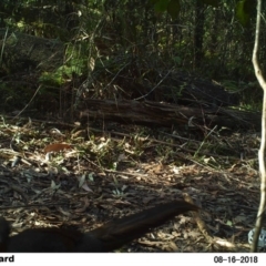 Menura novaehollandiae (Superb Lyrebird) at Undefined - 16 Aug 2018 by Margot