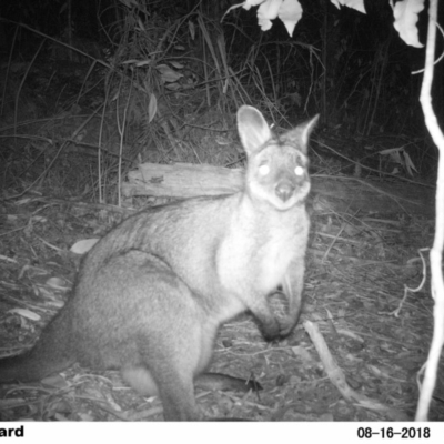 Wallabia bicolor (Swamp Wallaby) at Undefined - 16 Aug 2018 by Margot