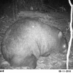 Vombatus ursinus (Common Wombat, Bare-nosed Wombat) at Undefined - 11 Aug 2018 by Margot