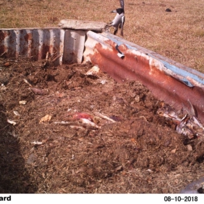 Cracticus torquatus (Grey Butcherbird) at Undefined - 10 Aug 2018 by Margot