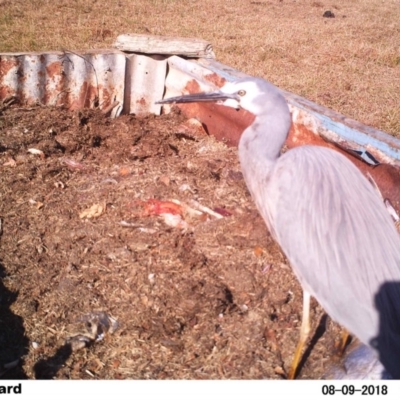 Egretta novaehollandiae (White-faced Heron) at Undefined - 9 Aug 2018 by Margot