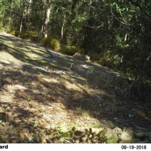 Ptilonorhynchus violaceus at Little Forest LF WP 04 NPA - 19 Aug 2018