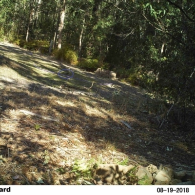 Ptilonorhynchus violaceus (Satin Bowerbird) at Little Forest, NSW - 19 Aug 2018 by Margot