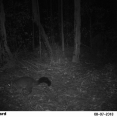 Trichosurus vulpecula (Common Brushtail Possum) at Little Forest LF WP03 NPA - 7 Aug 2018 by Margot