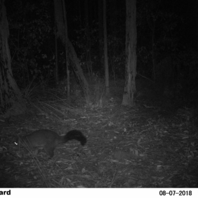 Trichosurus vulpecula (Common Brushtail Possum) at Undefined - 7 Aug 2018 by Margot