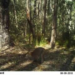 Notamacropus rufogriseus (Red-necked Wallaby) at Undefined - 9 Aug 2018 by Margot