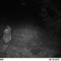 Wallabia bicolor (Swamp Wallaby) at Undefined - 16 Aug 2018 by Margot