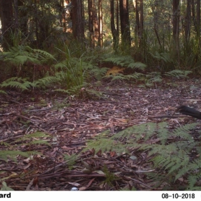 Menura novaehollandiae (Superb Lyrebird) at Undefined - 10 Aug 2018 by Margot