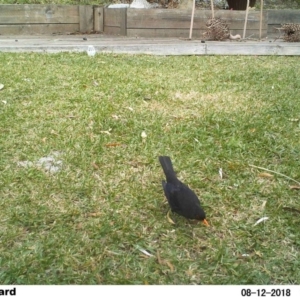 Turdus merula at The Basin Walking Track - 12 Aug 2018