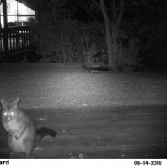 Trichosurus vulpecula (Common Brushtail Possum) at The Basin Walking Track - 14 Aug 2018 by Margot