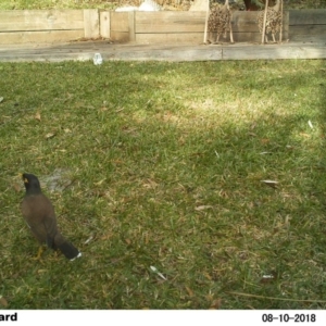 Acridotheres tristis at The Basin Walking Track - 10 Aug 2018