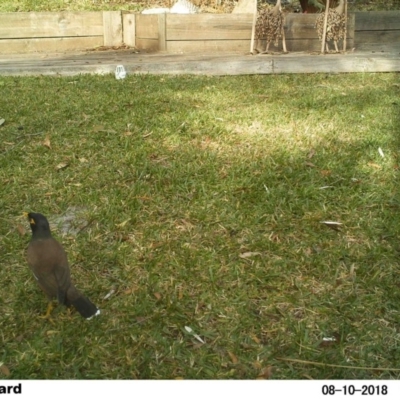 Acridotheres tristis (Common Myna) at The Basin Walking Track - 10 Aug 2018 by Margot