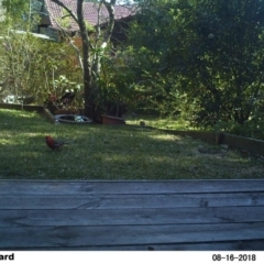 Platycercus elegans (Crimson Rosella) at The Basin Walking Track - 16 Aug 2018 by Margot