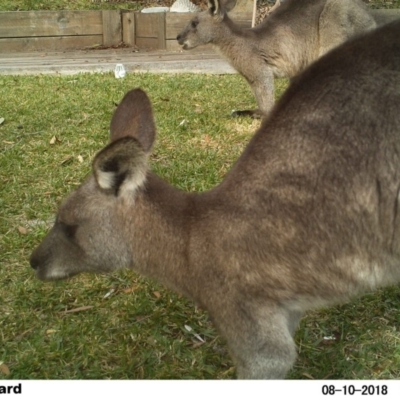 Macropus giganteus (Eastern Grey Kangaroo) at The Basin Walking Track - 10 Aug 2018 by Margot