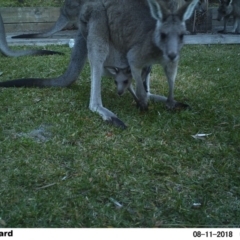 Macropus giganteus at The Basin Walking Track - 11 Aug 2018 07:47 AM