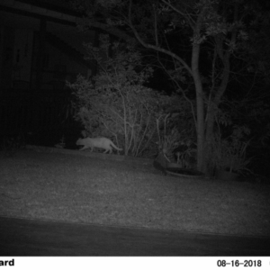 Felis catus at The Basin Walking Track - 15 Aug 2018 05:37 AM