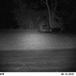 Felis catus at The Basin Walking Track - 15 Aug 2018 05:37 AM