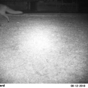 Vulpes vulpes at The Basin Walking Track - 12 Aug 2018 04:52 AM