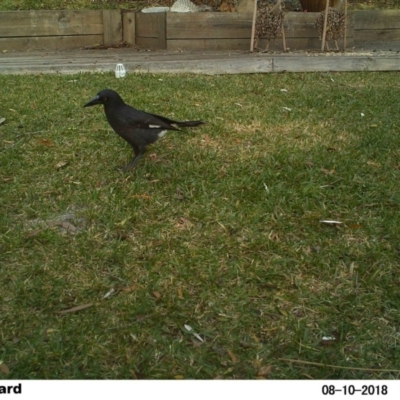 Strepera graculina (Pied Currawong) at The Basin Walking Track - 10 Aug 2018 by Margot