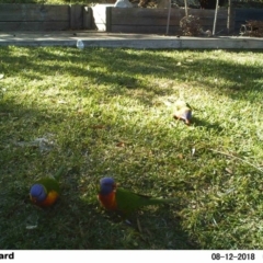 Trichoglossus moluccanus (Rainbow Lorikeet) at The Basin Walking Track - 11 Aug 2018 by Margot