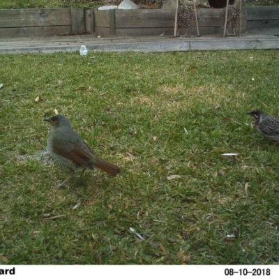 Anthochaera carunculata (Red Wattlebird) at The Basin Walking Track - 10 Aug 2018 by Margot