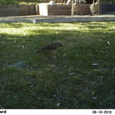 Ptilonorhynchus violaceus (Satin Bowerbird) at The Basin Walking Track - 10 Aug 2018 by Margot