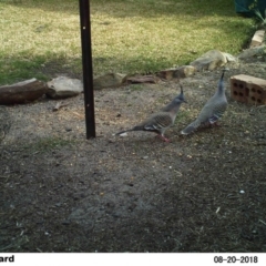 Ocyphaps lophotes (Crested Pigeon) at Undefined - 20 Aug 2018 by Margot