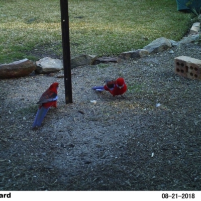 Platycercus elegans (Crimson Rosella) at Undefined - 21 Aug 2018 by Margot