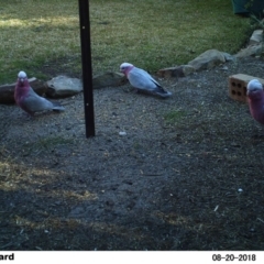 Eolophus roseicapilla (Galah) at Undefined - 20 Aug 2018 by Margot