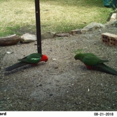 Alisterus scapularis (Australian King-Parrot) at Undefined - 21 Aug 2018 by Margot