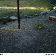 Trichoglossus moluccanus (Rainbow Lorikeet) at Undefined - 20 Aug 2018 by Margot