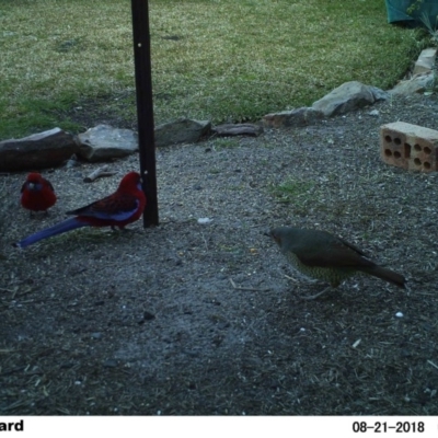 Ptilonorhynchus violaceus (Satin Bowerbird) at Undefined - 21 Aug 2018 by Margot