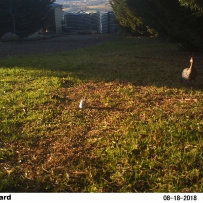 Chenonetta jubata (Australian Wood Duck) at Undefined - 18 Aug 2018 by Margot