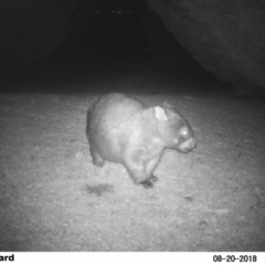 Vombatus ursinus (Common Wombat, Bare-nosed Wombat) at Undefined - 20 Aug 2018 by Margot