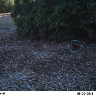 Turdus merula (Eurasian Blackbird) at Undefined - 19 Aug 2018 by Margot