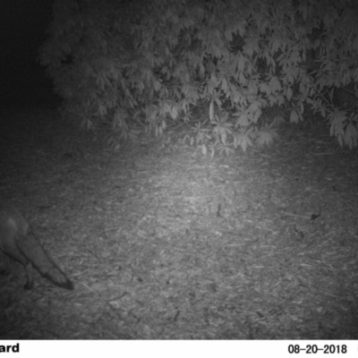 Vulpes vulpes (Red Fox) at Undefined - 20 Aug 2018 by Margot