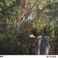 Strepera graculina (Pied Currawong) at Undefined - 13 Aug 2018 by Margot