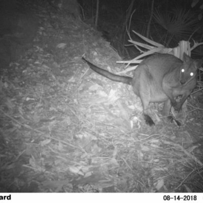 Wallabia bicolor (Swamp Wallaby) at Undefined - 13 Aug 2018 by Margot