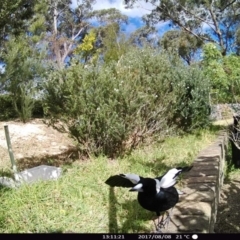 Gymnorhina tibicen (Australian Magpie) at "Rivendell" Mimosa Park Road - 8 Aug 2017 by Margot